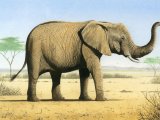 Elephant (African) Loxodonta Africana M005