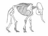 Elephant Skeleton (African) Loxodonta Africana M001