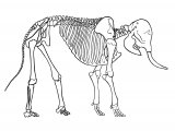 Elephant Skeleton (Asian) Elephas maximus M002