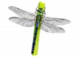Dragonfly (Emperor) Anax imperator IN001