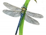 Dragonfly (Emperor) Anax imperator IN002