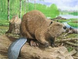 Beaver (Eurasian) Castor fiber M002
