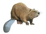 Eurasian Beaver (Castor fiber) M003
