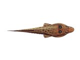 F083 - Shore Clingfish (Lepadogaster lepadogaster)