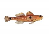 F113 - Two-spotted Goby (Gobiusculus flavesens)