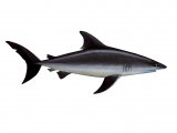 F187 - Shark (Porteagle) Lamna nasus