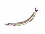 F162 - Lesser Sand-eel (Ammodytes tobianus)