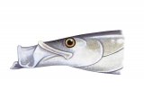 F163 - Lesser Sand-eel (Ammodytes tobianus)