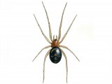 False Widow Spider (Steatoda grossa) OS001