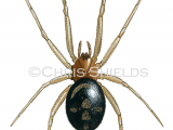 False Widow Spider (Steatoda grossa) SP0028