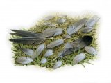 Feathers (bird of prey feeding signs) BD0584