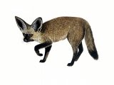 Fox (Fennec) Vulpes zerda M001