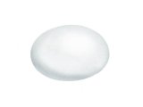 Feral Pigeon egg (Columba livia) BD0188