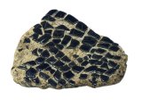 PF013 - Fish Scales fossil (Lepidotus)