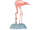 Flamingo (American) Phoenicopterus ruber BD021