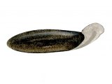 Flatworms (Dugesia lugubris) OS005
