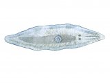 Flatworm (Mesostoma) OS007