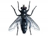 Flesh Fly (Sarcophaga carnaria) IN001