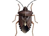 Forest Bug (Pentatoma rufipes) IN001