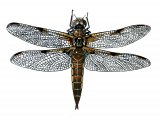 Dragonfly (Four-Spotted Chaser Libellula quadrimaculata IN001
