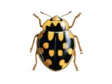Fourteen-Spot Ladybird (Yellow on Black) Propylea 14-puncata IN002