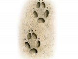 Fox Footprints M001