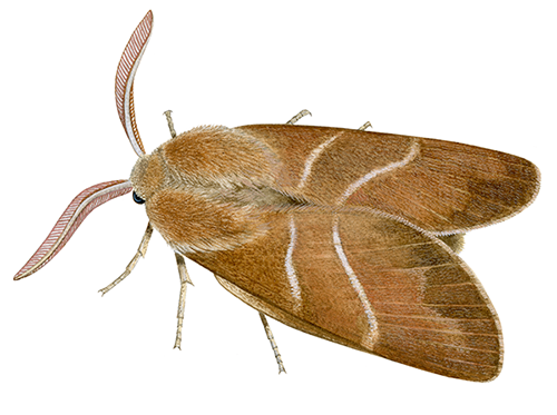 Fox Moth (Macrothylacia rubi) IN001