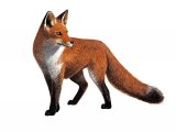 Fox (red) Vulpes vulpes M007