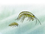 Freshwater Shrimp (Gammarus pulex) & (Crangonyx pseudogracilis) OS001