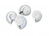 PF020 - Freshwater Snail Fossils (Planorbis)
