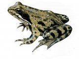 Common Frog (Rana temporaria) RA0132