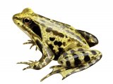 Common Frog (Rana temporaria) RA0133