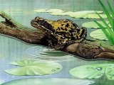 Common Frog (Rana temporaria) RA0130