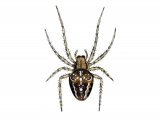 Garden Spider (Araneus diadematus) OS002