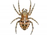 Garden Spider (Araneus diadematus) OS004