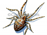 Garden Spider (Araneus diadematus) SP0030