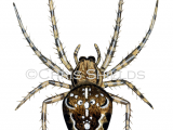 Garden Spider (Araneus diadematus) SP0031
