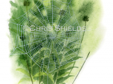 Garden Spider web (Araneus diadematus) SP0032