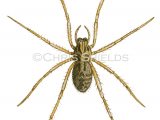 Giant House Spider (Tegenaria atrica) SP0035
