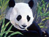 Giant Panda (Ailuropoda melanoleuca) M001
