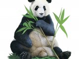 Giant Panda (Ailuropoda melanoleuca) M003