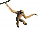 Gibbon (Hylobates lar) M002