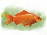 F118 - Goldfish (Carassius auratus)