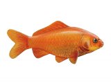 F117 - Goldfish (Carassius auratus)