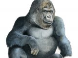 Gorilla, Gorilla (Gorilla beringei beringei) M004