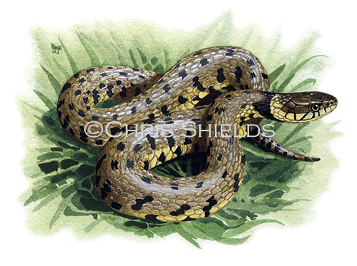 Grass Snake ( Natrix natrix) RS211