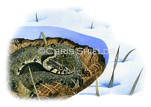 Grass Snake ( Natrix natrix) RS213