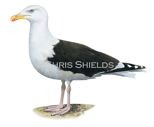 Great Black-backed Gull (Larus marinus) BD0615