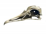 Great Black-backed Gull skull (Larus marinus) BD0138