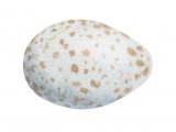 Great Tit egg (Parus major) BD0194